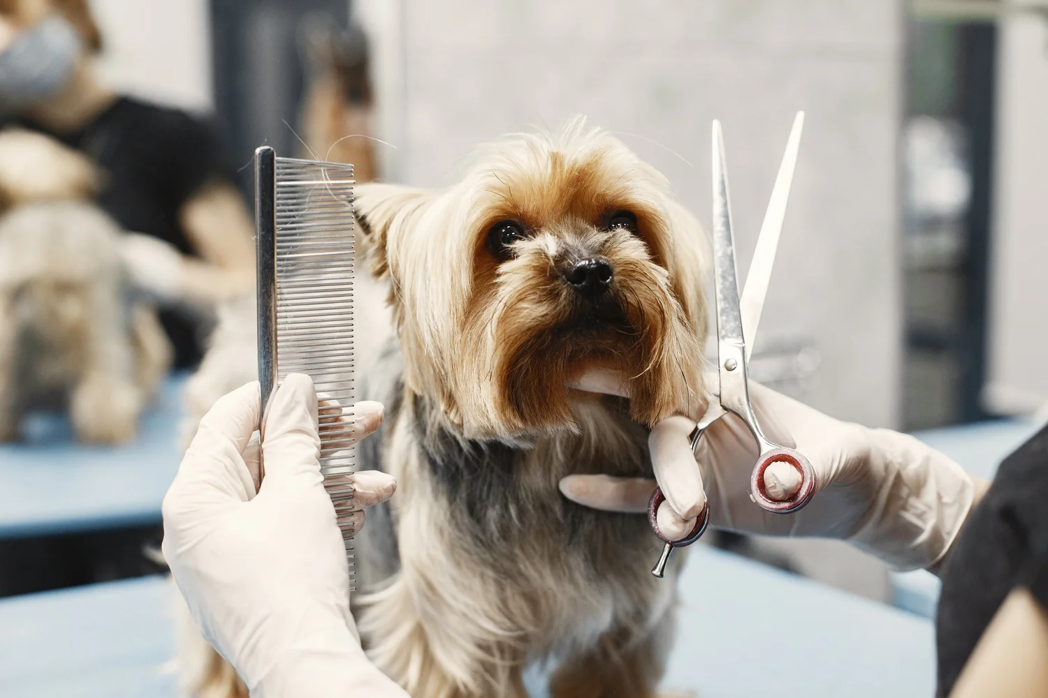 Picco Belli — Hundesalon — Balve — Fellpflege